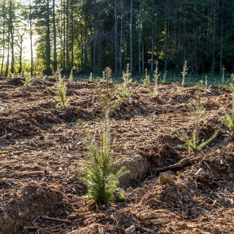 Plantation de résineux